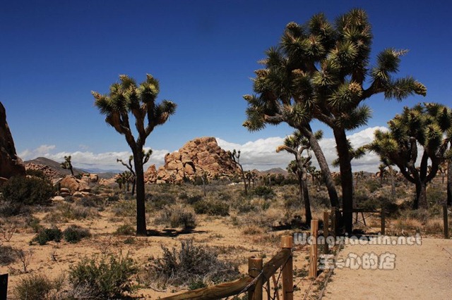 joshua tree